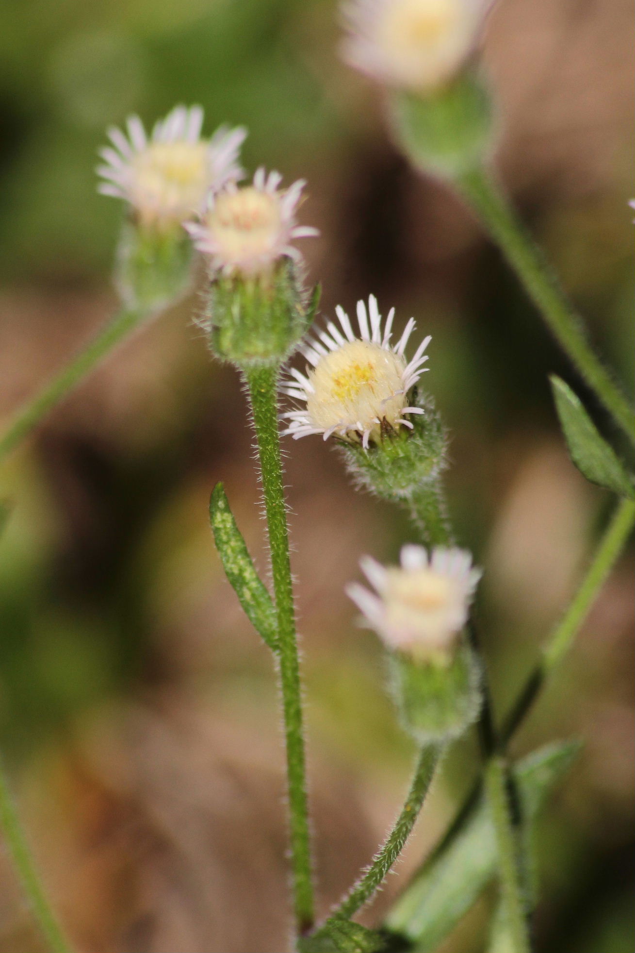 Erigeron acris / Cespica acre